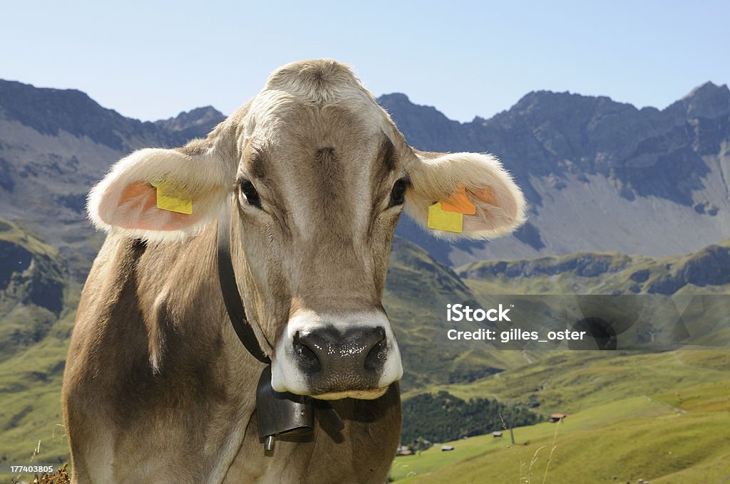 スイス牛のポートレート - スイス牛のロイヤリティフリーストックフォト