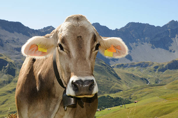 Portrait of Swiss cow in the Alps in summer 2011. arosa stock pictures, royalty-free photos & images
