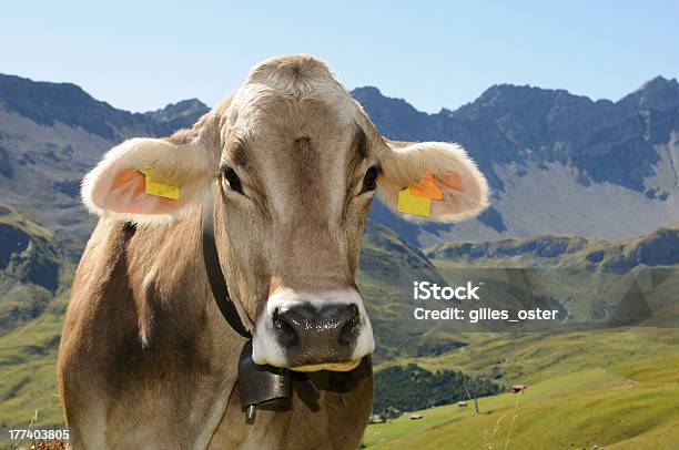 Retrato Da Vaca Suíça - Fotografias de stock e mais imagens de Gado suíço - Gado suíço, Alpes Europeus, Alpes suíços