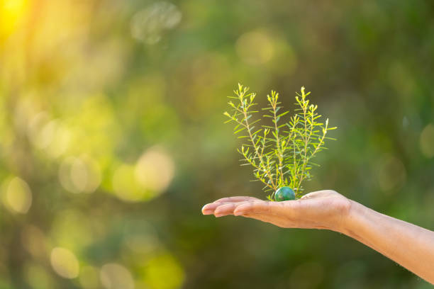 Seedlings growing in human hands, planting concept to save the environment