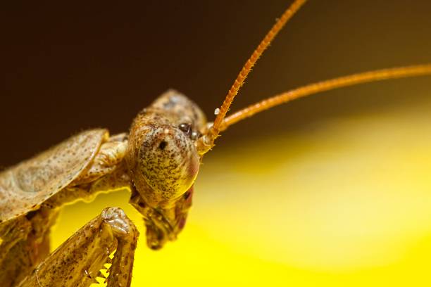 mantis religiosa - foto de stock