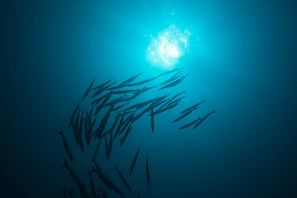 istock school of barracudas in blue 177404277