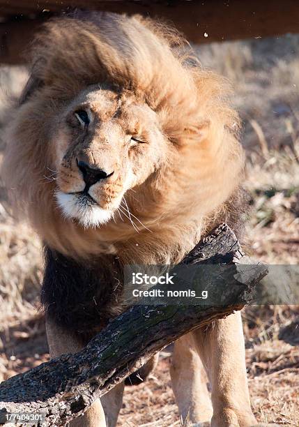 Agitación Melena De León Foto de stock y más banco de imágenes de Animal - Animal, Animal macho, Animales cazando - iStock Agitación Melena De León Foto de stock y más banco de imágenes de Animal - Animal, Animal macho, Animales cazando - iStock
