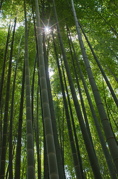 Bamboo stock photo