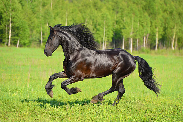 istock Black horse runs gallop on the meadow 177404684