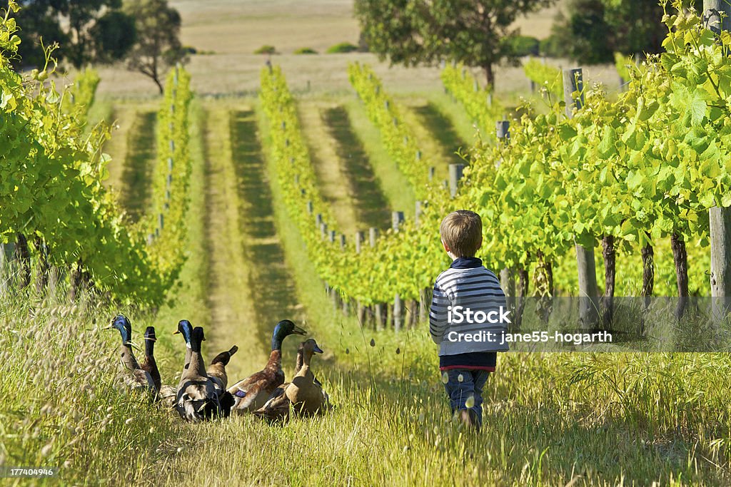 Petit garçon avec canards dans un vignoble - Photo de Vignoble libre de droits