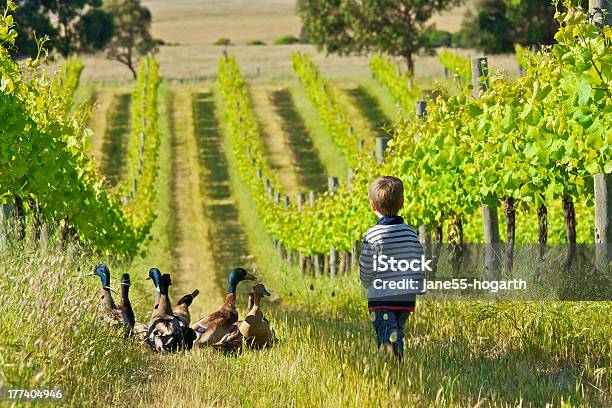 Photo libre de droit de Petit Garçon Avec Canards Dans Un Vignoble banque d'images et plus d'images libres de droit de Vignoble - Vignoble, Enfant, Agriculture biodynamique