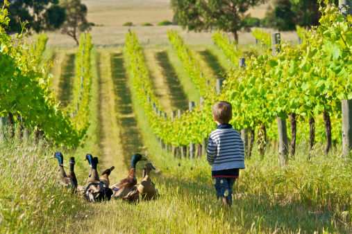 A little boy herds ducks through a certified biodynamic vineyard in the Limestone Coast Region of South Australia: 4th November 2011