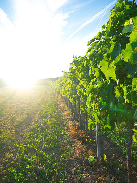 istock Pfaffstätten, Lower Austria: sunset in a vineyard 177404976