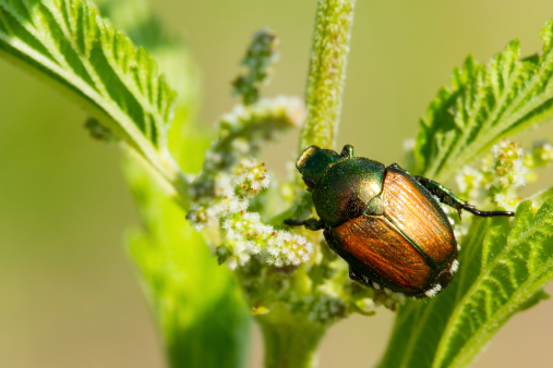 Japanese beetle resting on plant