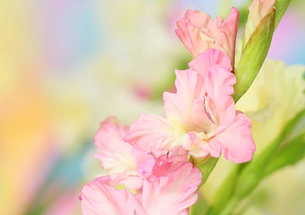 gladiolus flower Close-up of gladiolus flower on pastel background.. Sepal stock pictures, royalty-free photos & images