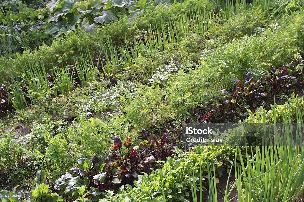 Jardín de vegetales orgánicos - Foto de stock de Agricultura libre de derechos