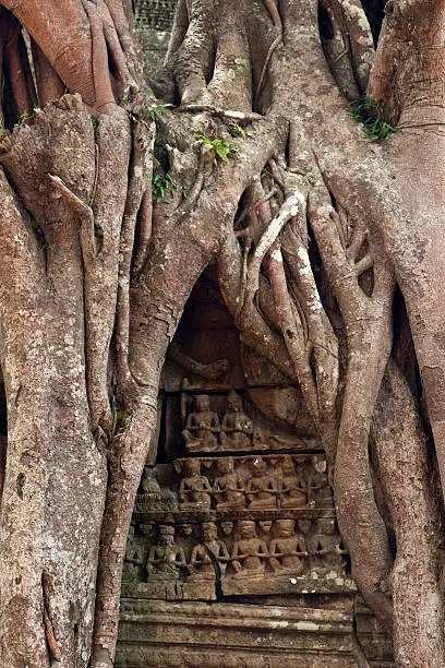 Textured vines in Angkor wat