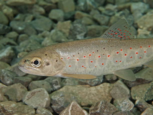 truta marisca (salmo trutta forma fario) - brown trout imagens e fotografias de stock