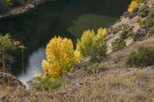 Yellow colored autumn tree at canyon of River Duraton in Hoces del Duraton natural park near Sepulveda, Segovia, Spain