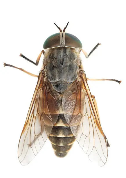 "Live horsefly isolated on white background without shadows, macro shot"