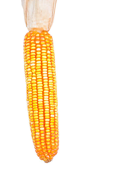 d - corn on the cob corn dry dried food 뉴스 사진 이미지