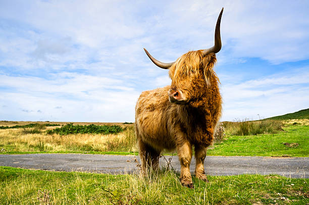 istock Scottish Highland Cow, Levisham, Yorkshire, UK 177405847