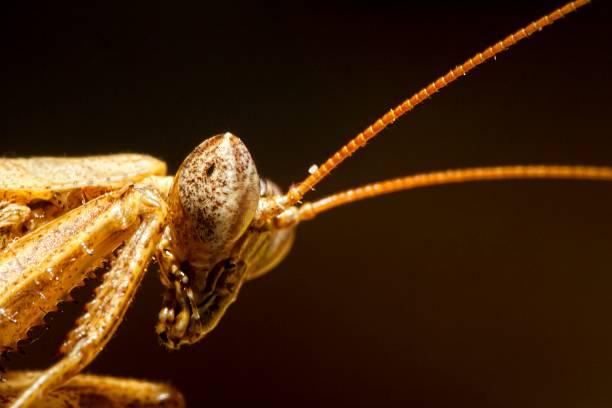 mantis religiosa - foto de stock