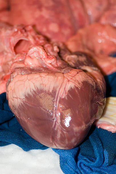 dissezione di maiale cuore - human artery animal artery human vein healthcare and medicine foto e immagini stock