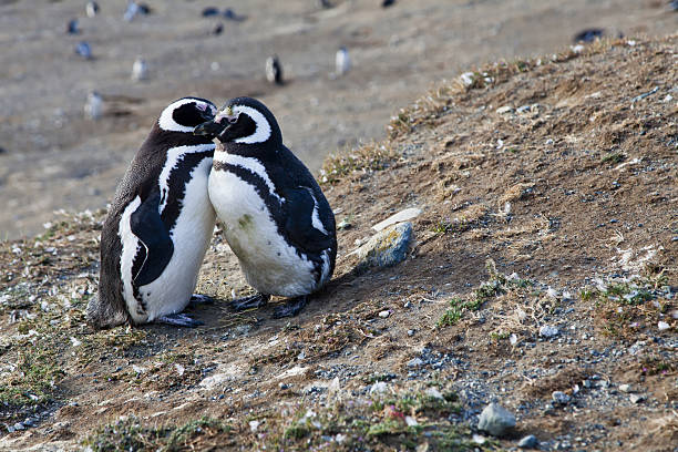 istock Couple of cute magellan penguins 177405980
