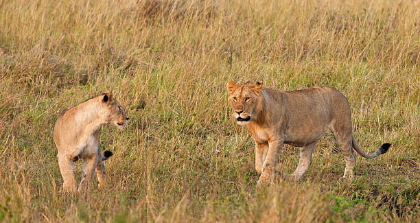 istock Young male lion and a lioness 177406256