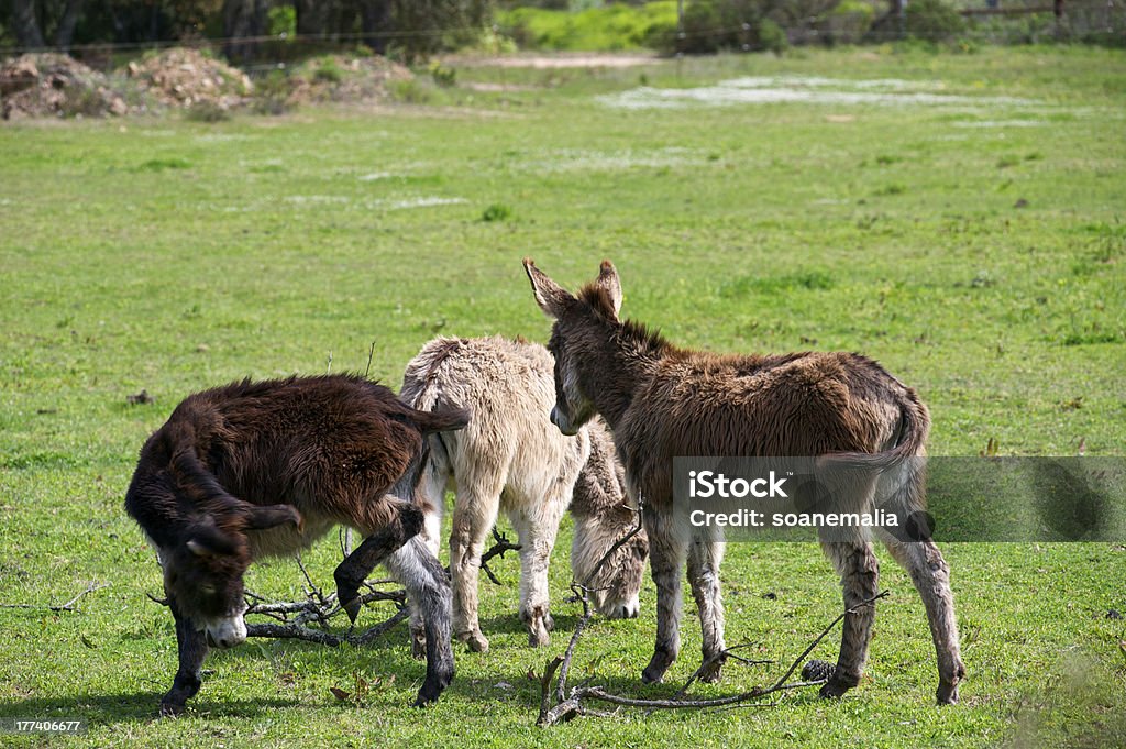 Burros em um campo - Foto de stock de Animal royalty-free