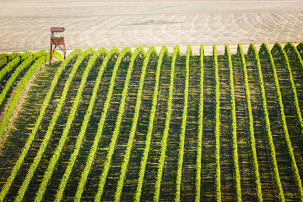 Overview of vineyard in Palava, Czech Republic stock photo