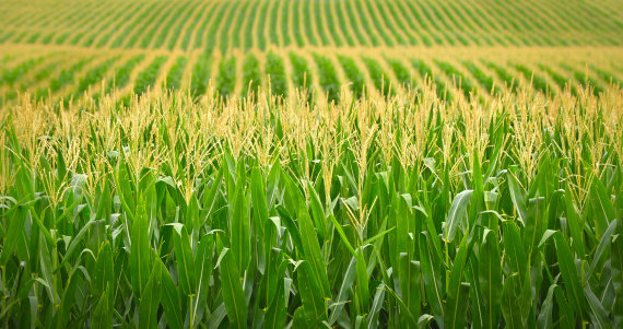 From the perspective of a corn combine tractor,  rows of ripe corn are waiting to be harvested.