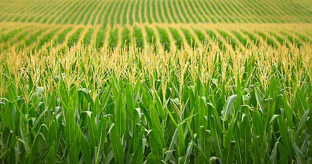 nebraska cornfield - nebraska imagens e fotografias de stock