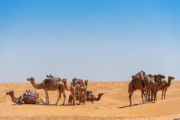Camels Some camels in the Sahara. djerba stock pictures, royalty-free photos & images