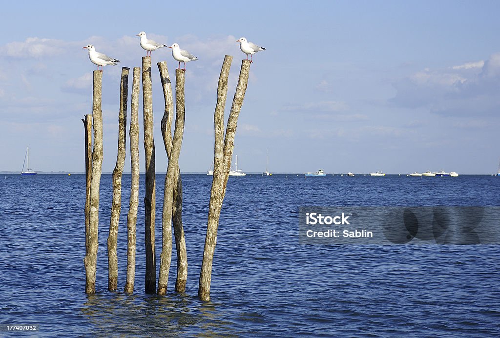 Seagull on post A group of seagull perching on wooden pillar - Arcachon bay Arcachon Stock Photo