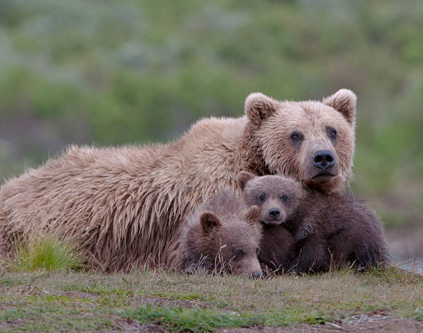 istock Grizzly bear family portrait 177407325