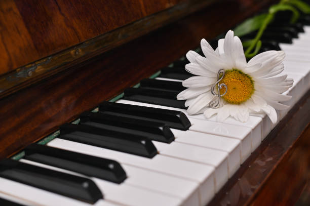 istock daisies on the piano keys. 1774075021