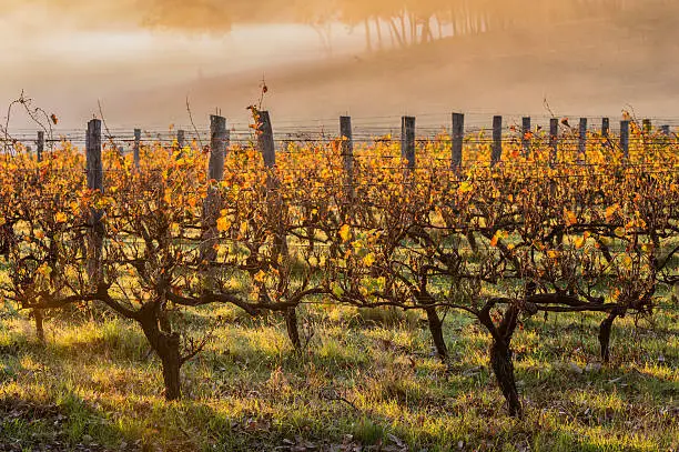 dawn in the vineyards