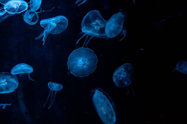 Free Stock Photo of Blue glowing jellyfish floating in dark water ...