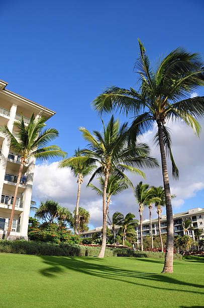 istock Palm trees and condos, Maui 177407822