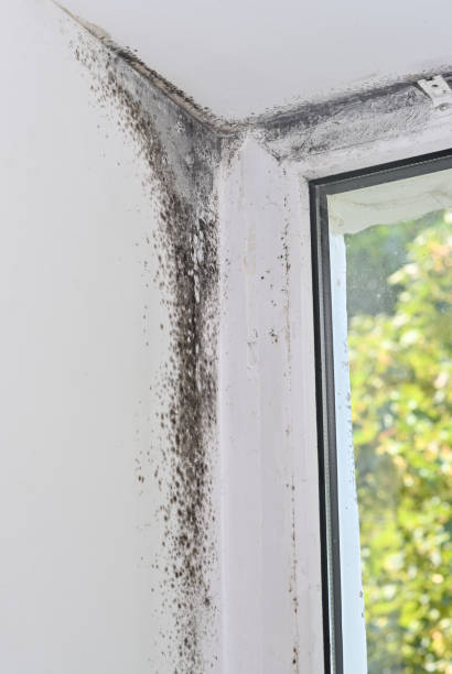 istock Mold in the corner of the windows. 1774078953