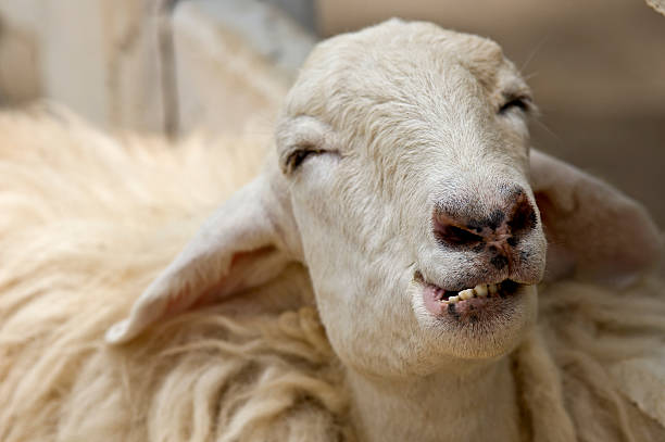 A humourous portrait of white sheep