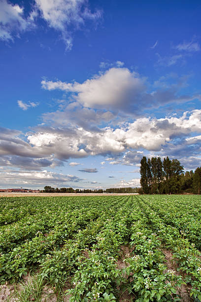 istock Landscape planting potatoes 177407943
