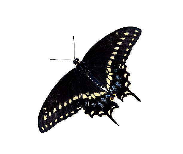 Black Swallowtail butterfly (Papilio polyxenes) stock photo