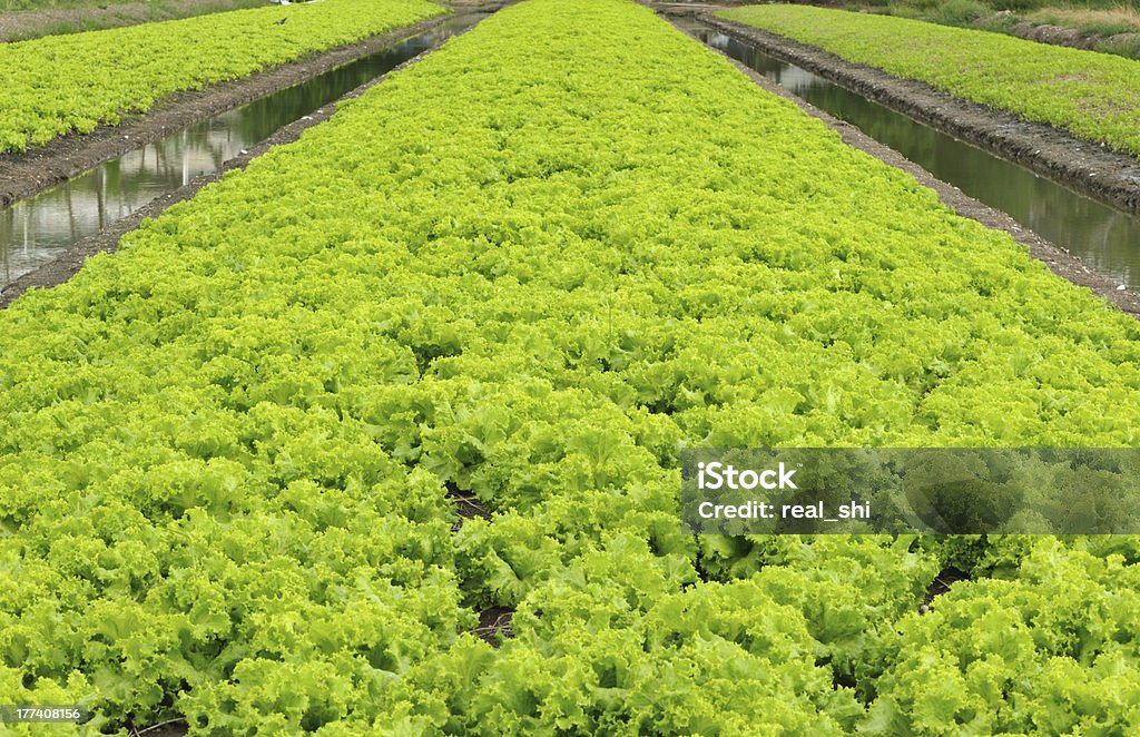 수경 재배 채소 정원 - 로열티 프리 0명 스톡 사진