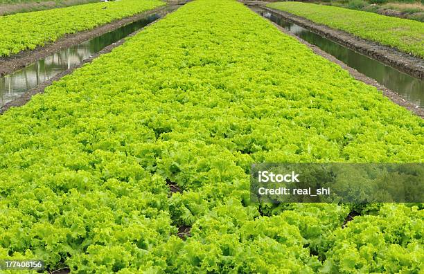 Hidropónica Horta - Fotografias de stock e mais imagens de Alface - Alface, Alimentação Saudável, Amontoar