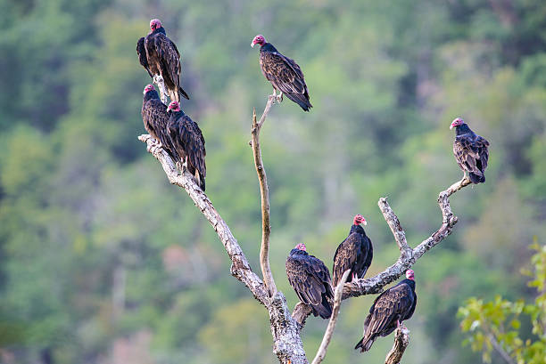 Eight turkey vultures in a roost tree