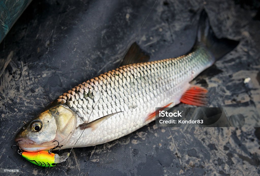 Chub Gefangene auf Kunststoff lure - Lizenzfrei Angelhaken Stock-Foto