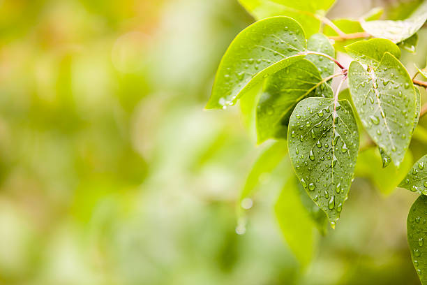 Few leaves with raindrops and blurred background stock photo