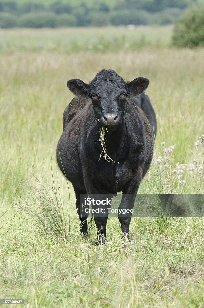 Ganado eatting negro - Foto de stock de Ganado black angus libre de derechos