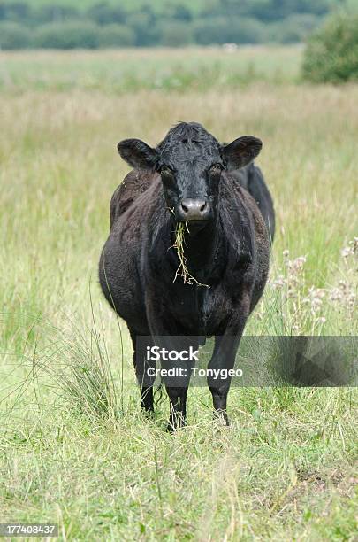 Photo libre de droit de Vache Noir Eatting banque d'images et plus d'images libres de droit de Vache Black Angus - Vache Black Angus, Bovin, Herbe