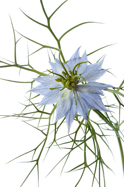 istock Blue Nigella flower close up 177408561