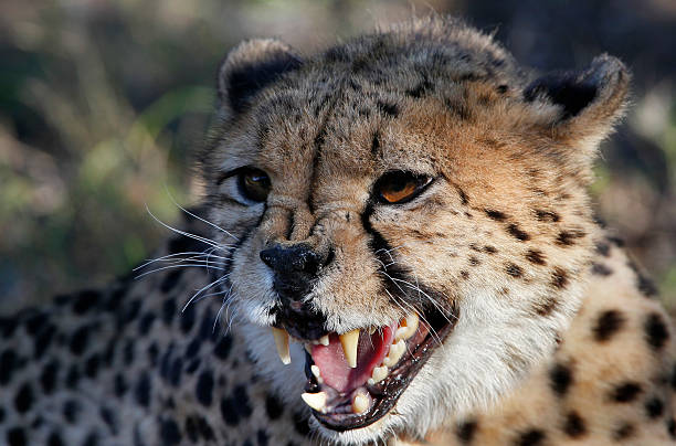 Wild guepardo em uma savana - foto de acervo
